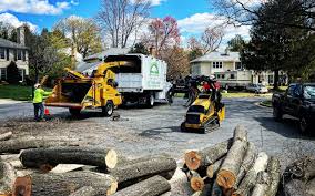 How Our Tree Care Process Works  in  Murphys, CA