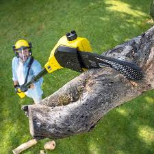 Best Tree Removal  in Murphys, CA