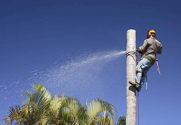 Tree and Shrub Care in Murphys, CA