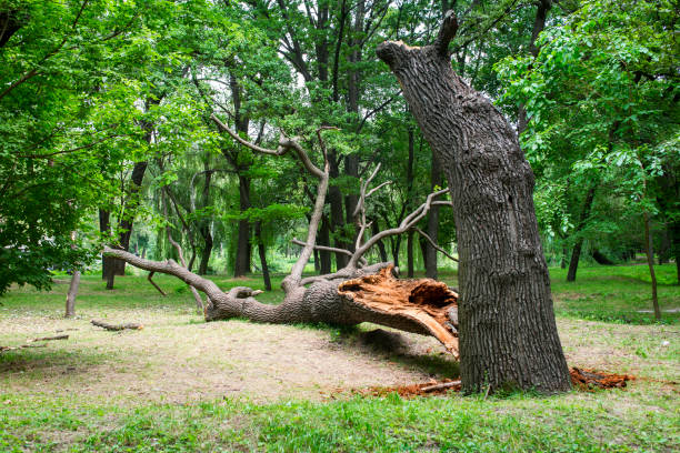 Murphys, CA Tree Care Company