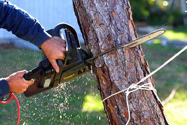 Best Palm Tree Trimming  in Murphys, CA